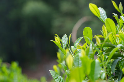 生态茶叶茶树茶园茶文化