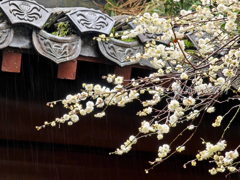 雨中中式屋檐与盛开白梅