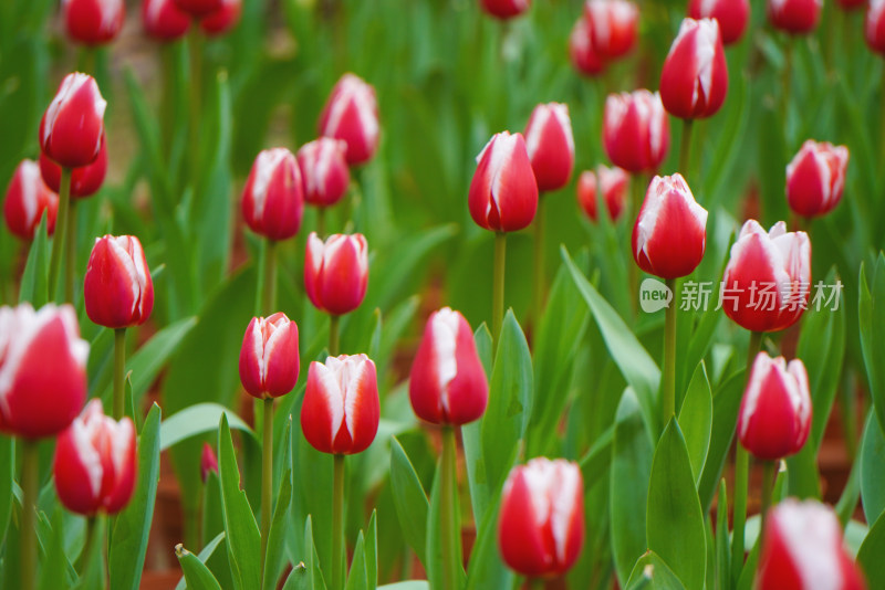 郁金香特写