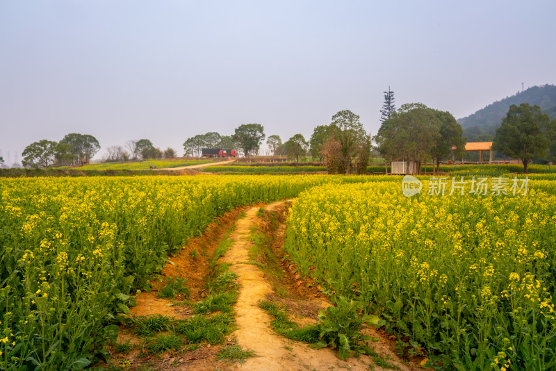 武汉东湖油菜花花海