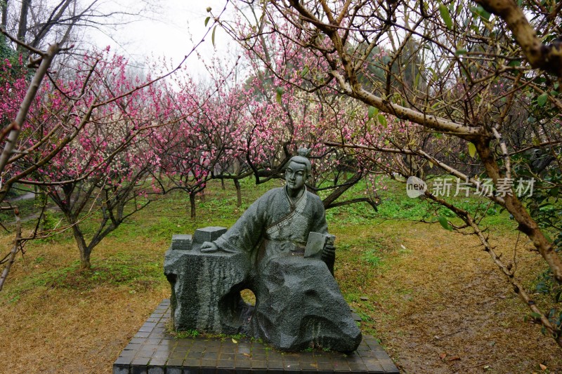 梅与梅花 南京梅花山