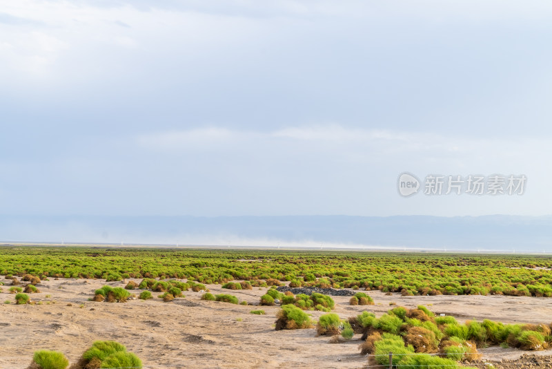 吐鲁番湿地骆驼草