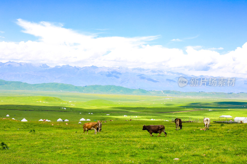 春天夏天那拉提空中草原大自然风景