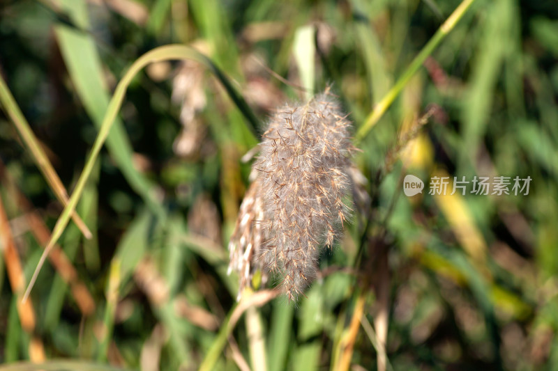 秋天的芦苇花