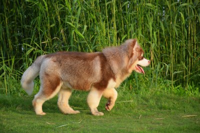 草地露营时行走的阿拉斯加犬