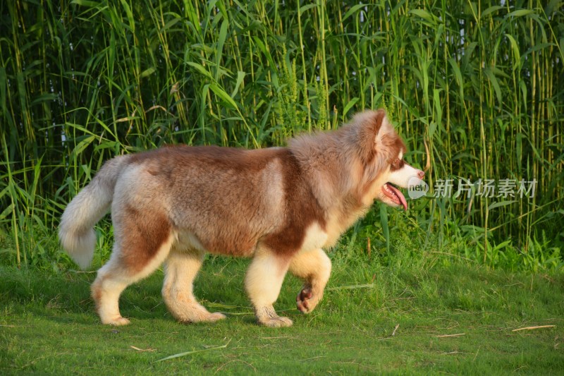 草地露营时行走的阿拉斯加犬