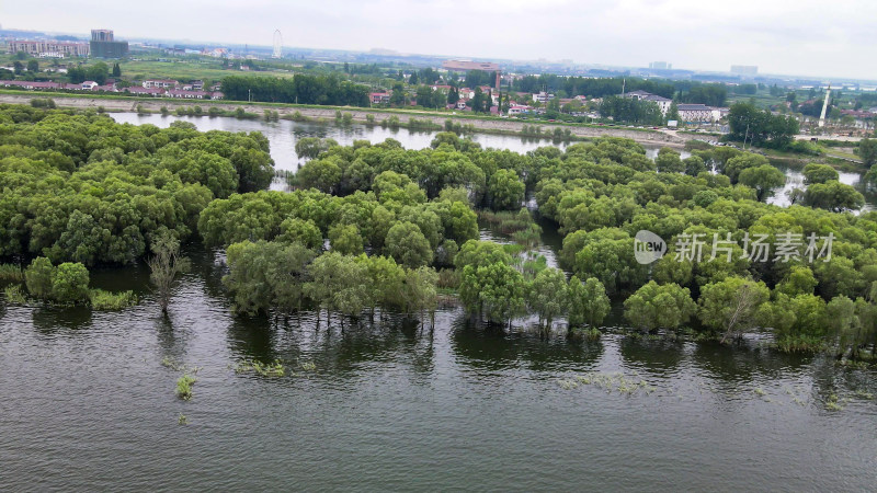 被水淹没的植物树林航拍图