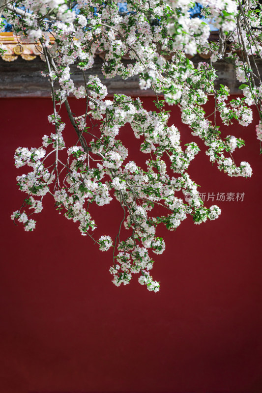 清晨春天北京故宫博物院内盛开绽放的海棠花
