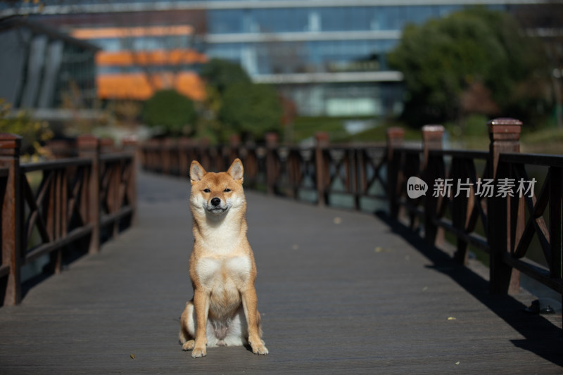 一只坐在栈道上的柴犬