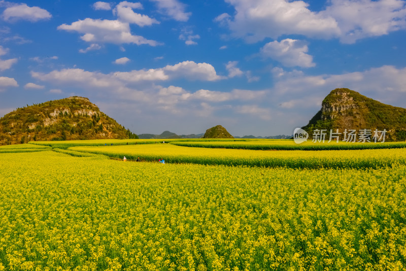 云南元阳罗平油菜花田