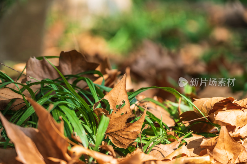 地上散落着绿叶和枯叶的自然景象