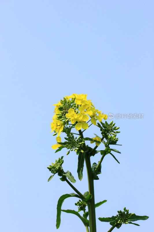 春天金黄的油菜花特写