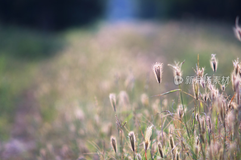 秋季的虎尾草在户外