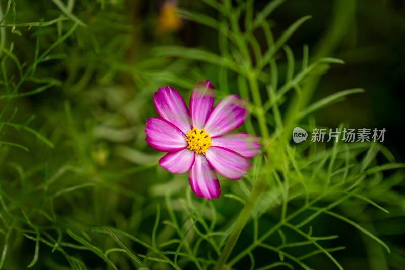 粉色秋英花特写