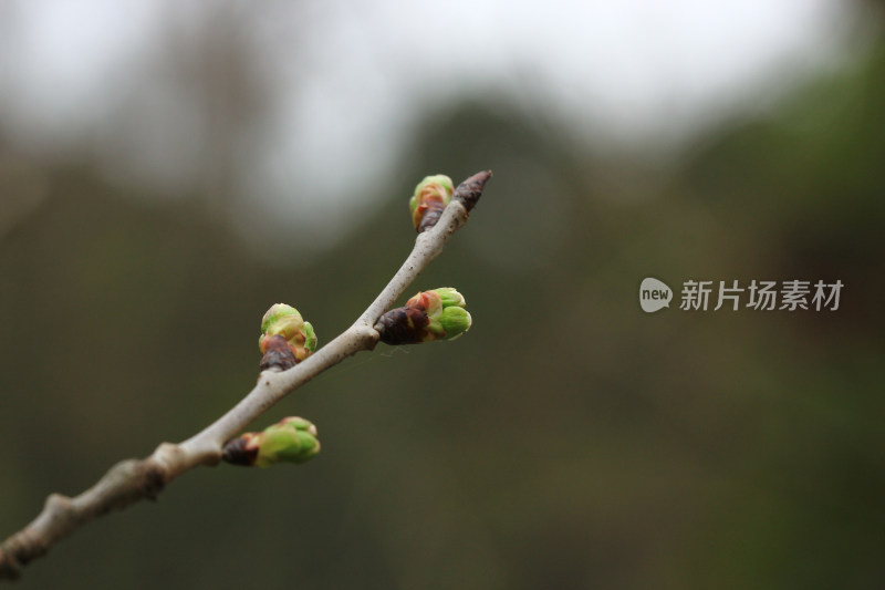 樱花，花蕾，春天