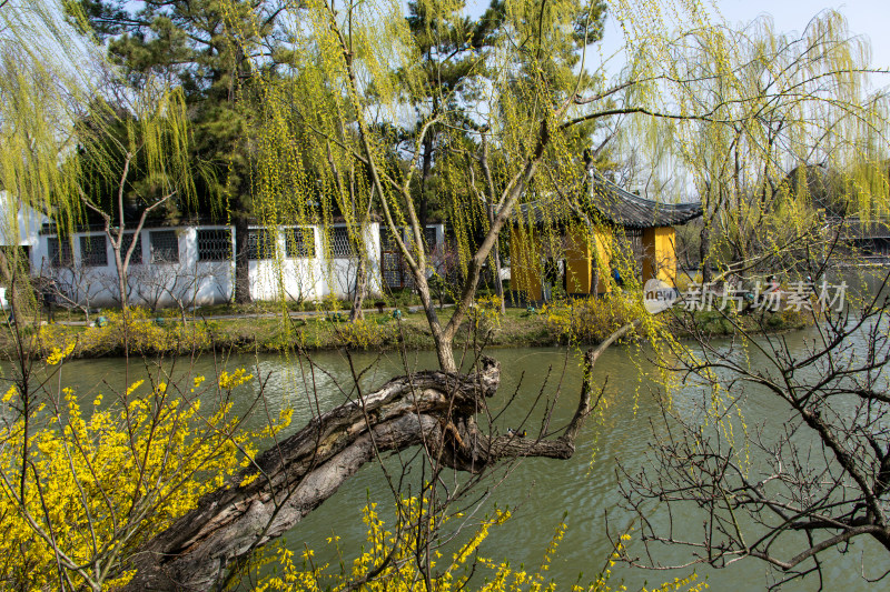 江苏省扬州市瘦西湖风景区湖岸春色