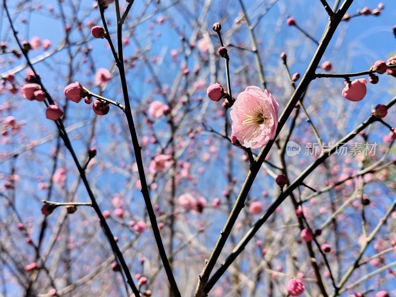 蓝天下绽放的粉色梅花树枝特写