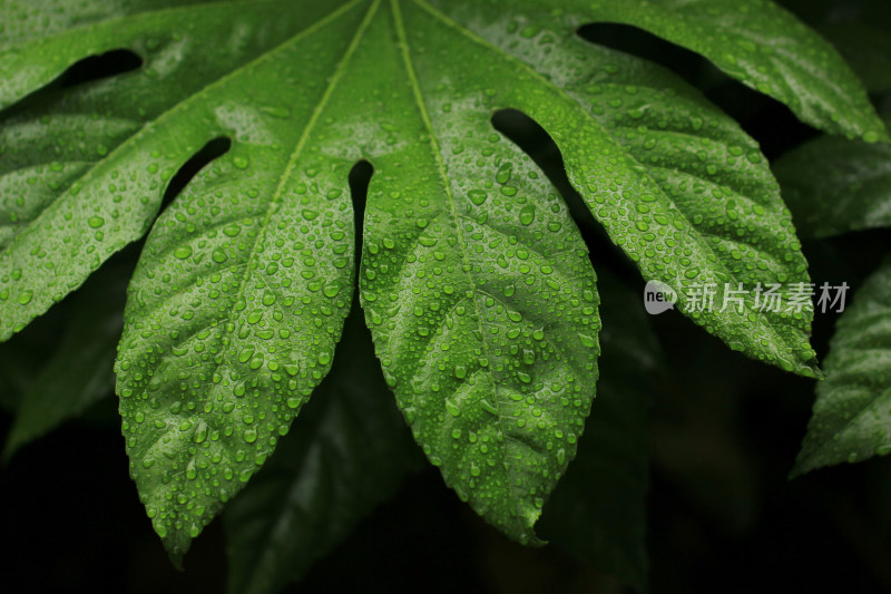 绿色叶片上的水珠水滴素材背景