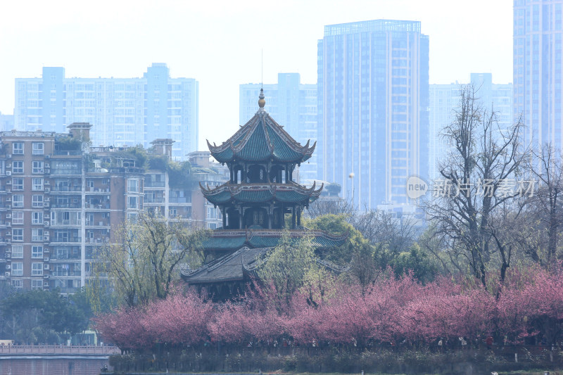 成都望江楼公园春日红梅花开