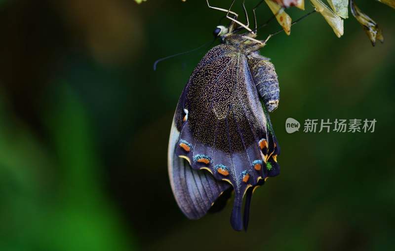 蝴蝶飞翔，美丽的飞虫