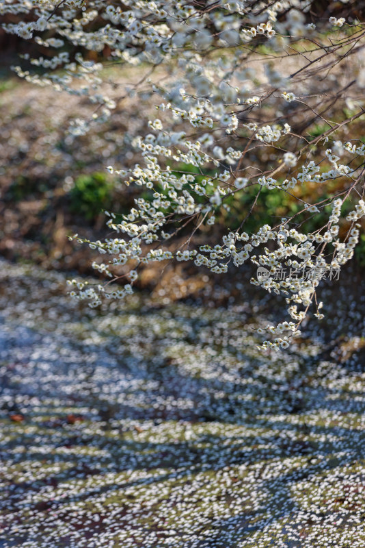 花开海上梅花节