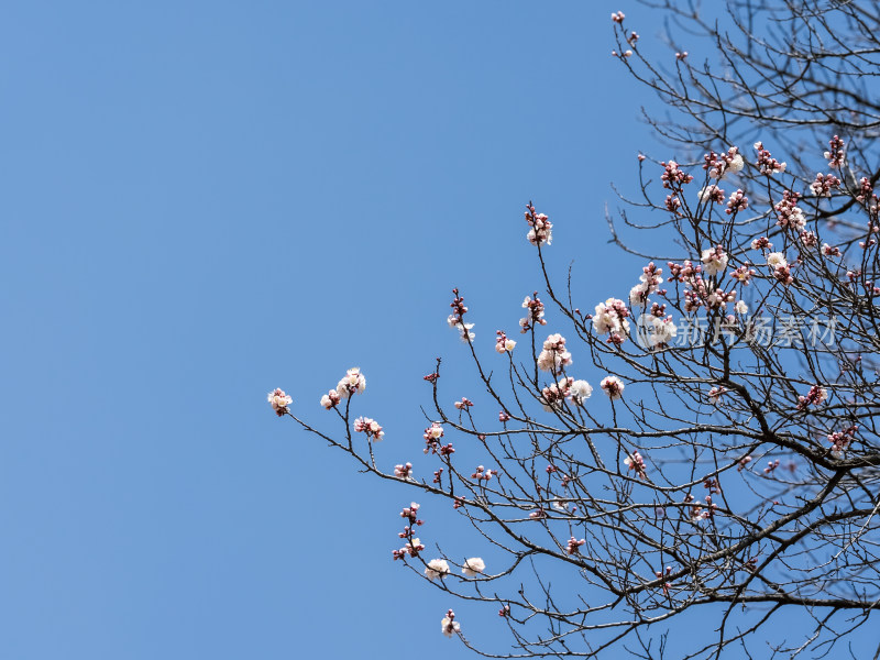 春天里蓝色天空梨花开放