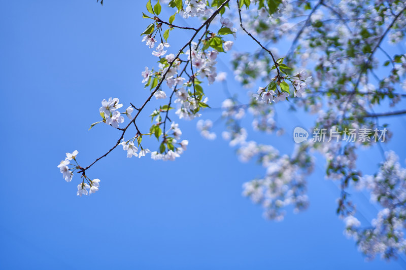 春天的樱花