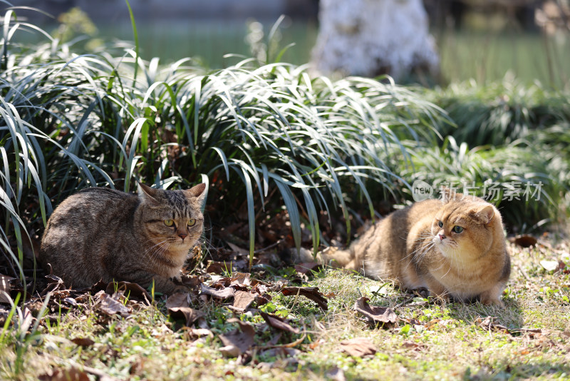 公园里的宠物猫金渐层和流浪猫狸花猫