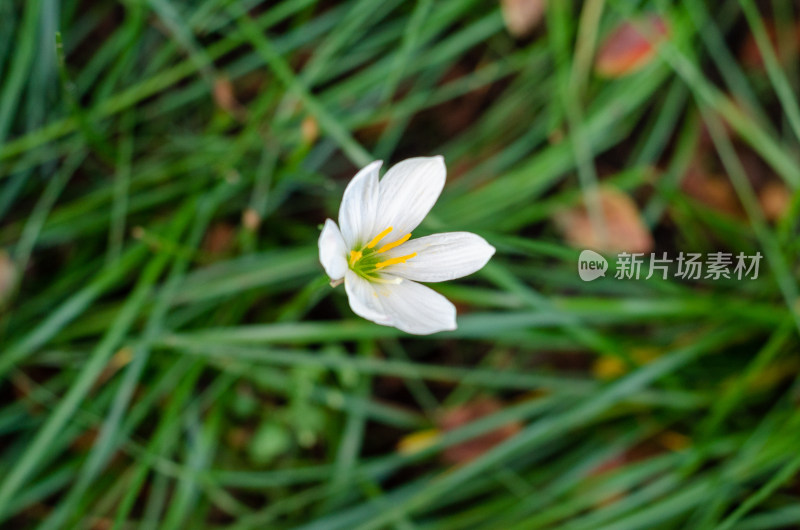 草坪中一朵洁白的葱莲花特写