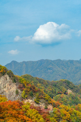 中国河南洛阳白云山风景区秋季满山的黄叶