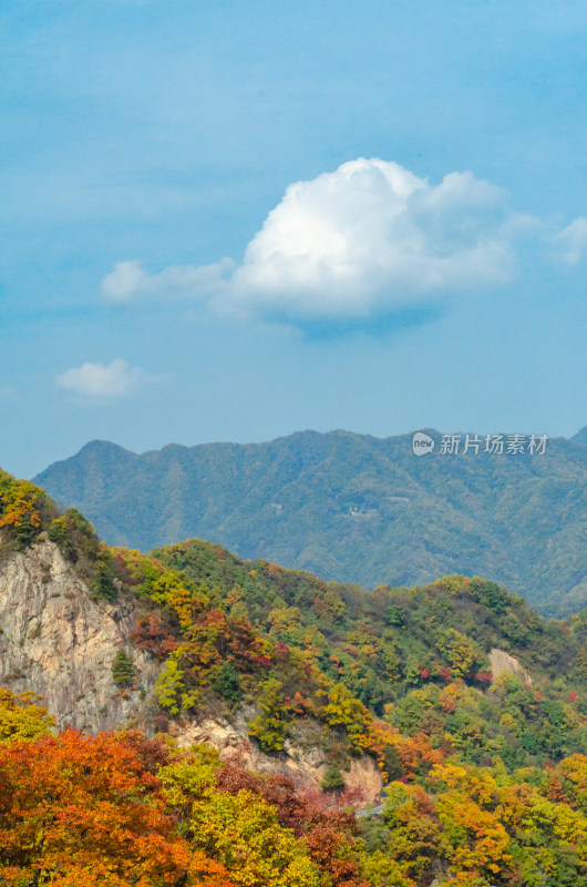 中国河南洛阳白云山风景区秋季满山的黄叶