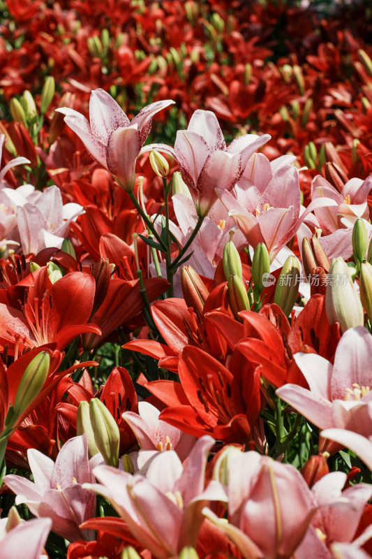 北京花乡公园百合花