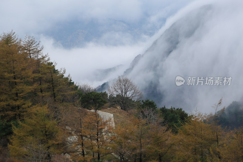 云海 山峰 山峦 山东 泰山