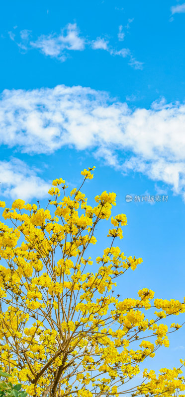 春天佛山澜石公园盛开的黄花风铃木