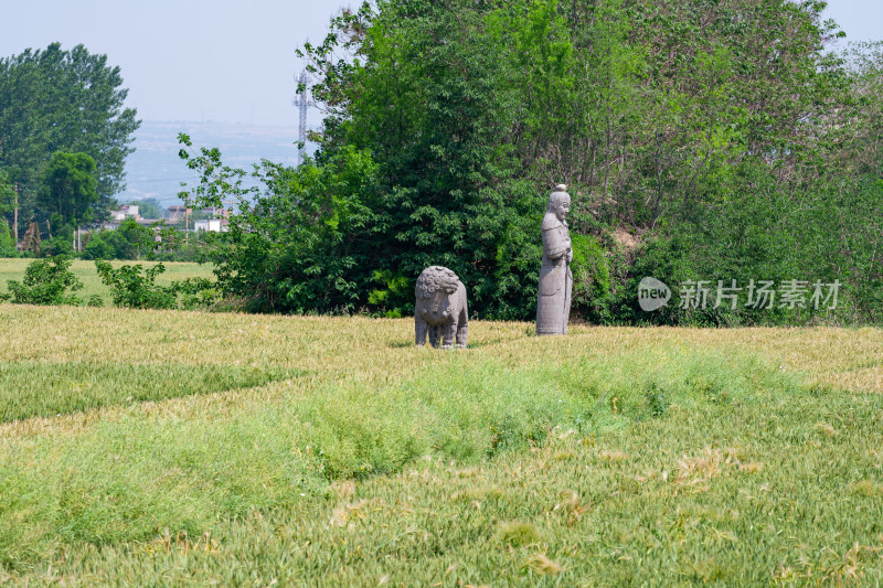 河南巩义夏季麦田里的古代宋陵石像