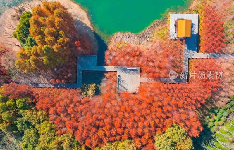 苏州虎丘湿地公园水杉航拍