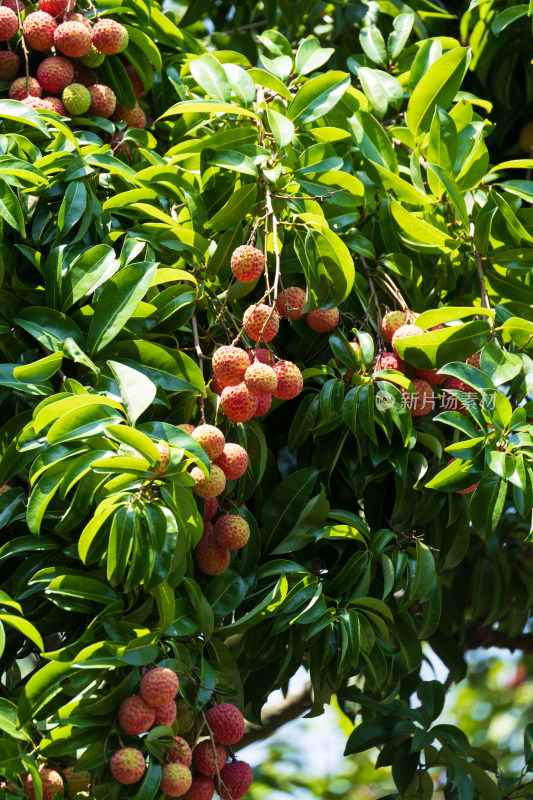 枝头成熟的荔枝果实