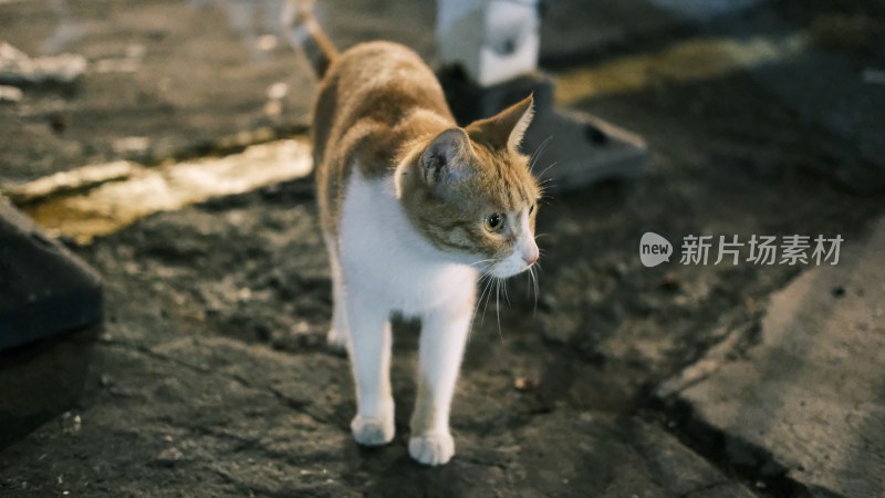 猫站在户外的特写镜头