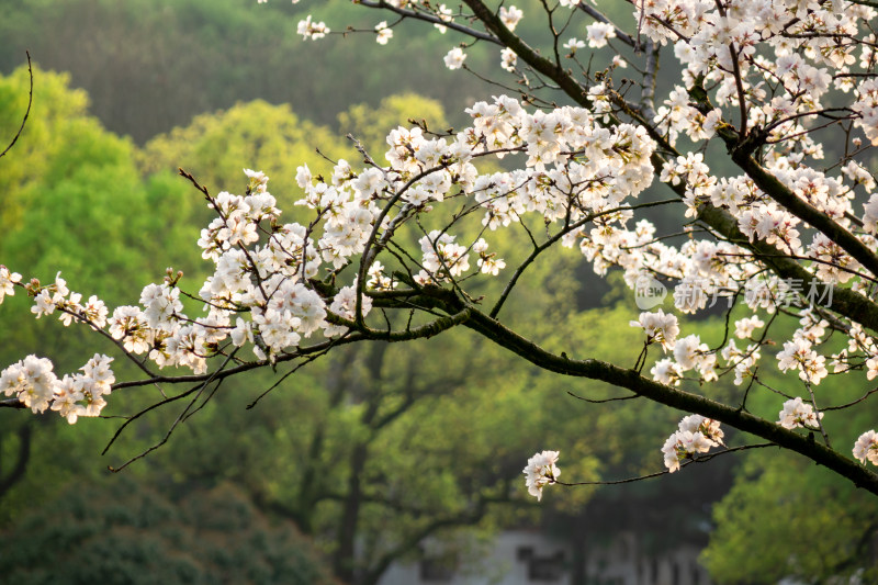 樱花绽放