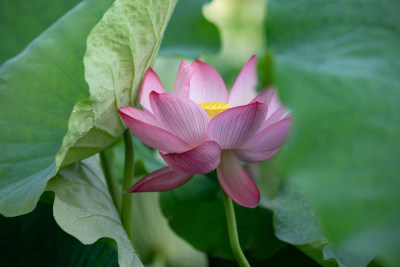 池塘里清新自然荷花