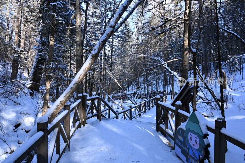 雪后树林蓝天相映的冬日自然景象