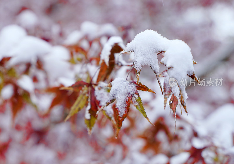 积雪枫叶