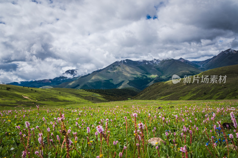 云雾缭绕的高山草原