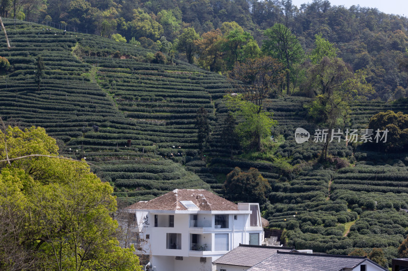 杭州杨梅岭绿意盎然的梯田式茶园