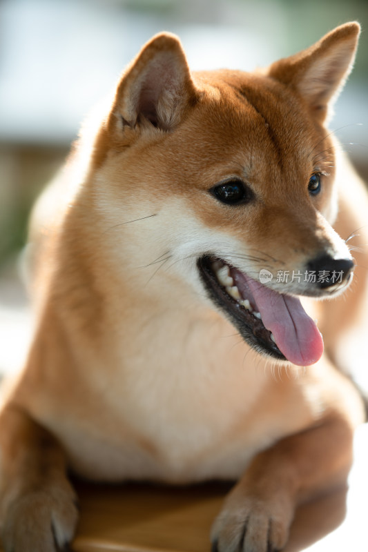 一只咧嘴笑的柴犬头部特写