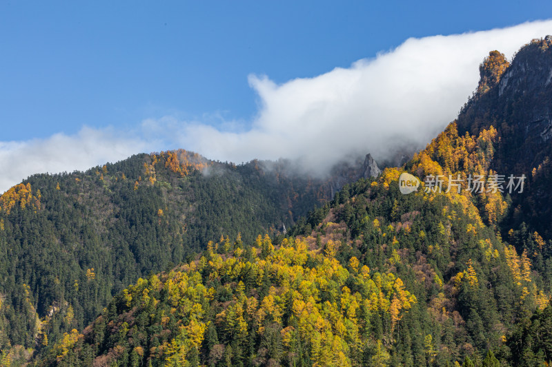 秋季五彩森林山峰云雾