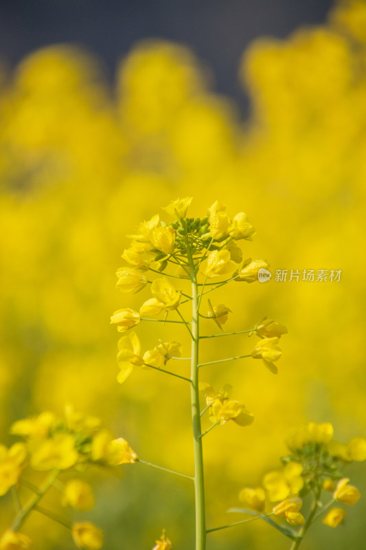 逆光拍摄带着露水的油菜花