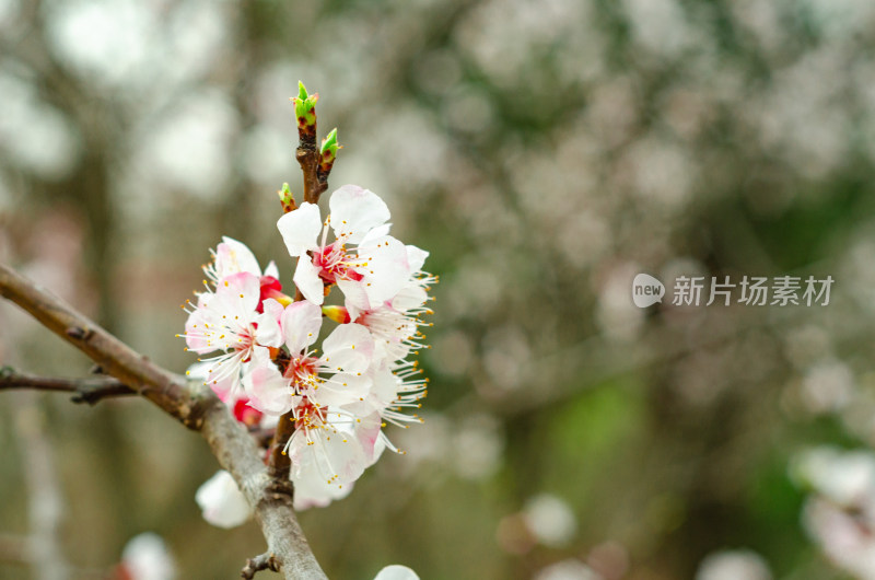 春光里，一簇明媚的杏花