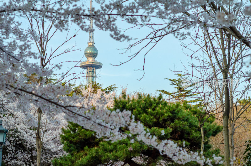 青岛中山公园的樱花树