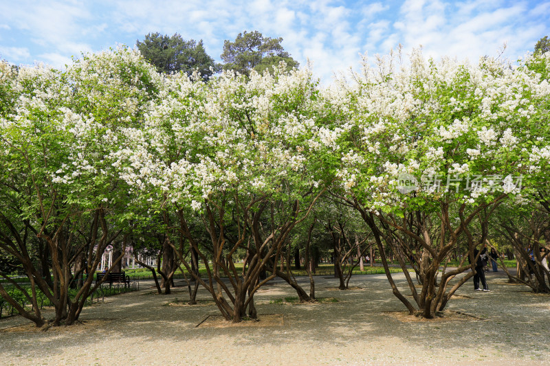 白色丁香花